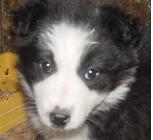 La poesia  dedicada a nati